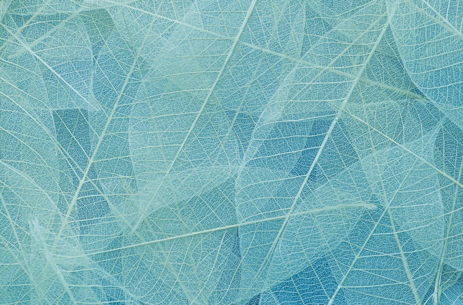 The image shows a close-up of translucent, overlapping leaves with visible veins in shades of blue and green, creating a delicate pattern.