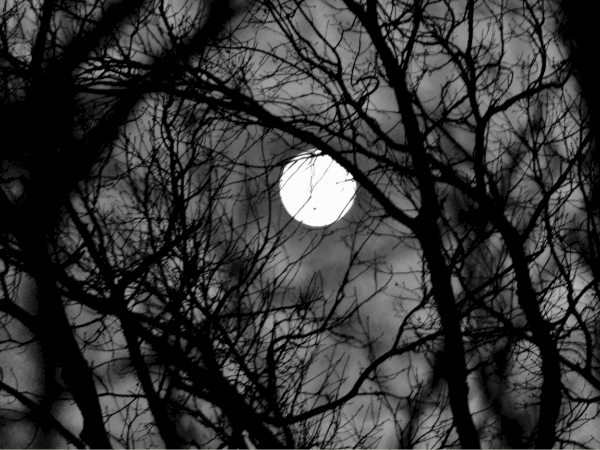 A bright full moon shines through bare, tangled tree branches against a dark sky.